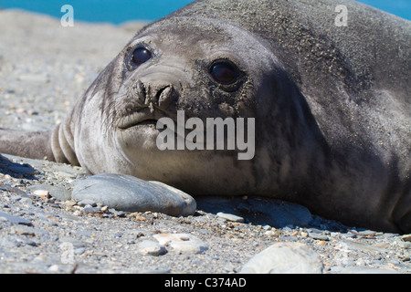 Diese südlichen See-Elefanten liegt am Strand von Royal Bay, Süd-Georgien Stockfoto