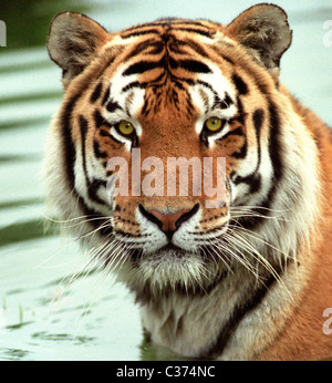 Der sibirische Tiger (Panthera Tigris Altaica), auch bekannt als der Amur, altaischen, koreanische, chinesische Nord oder Ussuri tiger Stockfoto