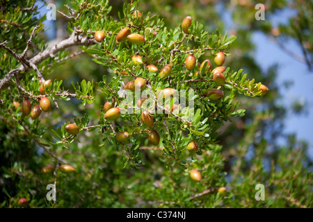 Argan-Muttern am Baum. Stockfoto