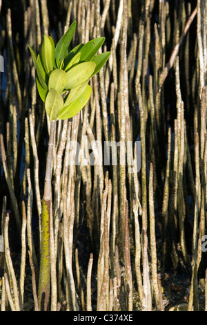 Mangrove Luftwurzeln - j.n. Ding Darling National Wildlife Refuge - Sanibel Island, Florida USA Stockfoto