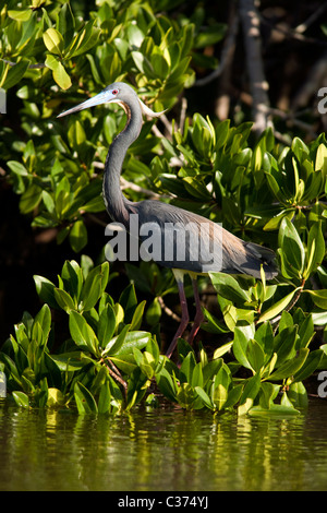 Dreifarbigen Heron - j.n. Ding Darling National Wildlife Refuge - Sanibel Island, Florida, USA Stockfoto