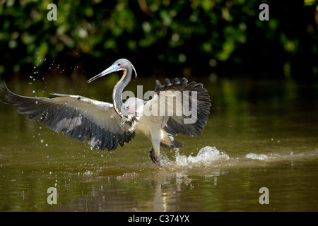 Dreifarbigen Heron - j.n. Ding Darling National Wildlife Refuge - Sanibel Island, Florida, USA Stockfoto