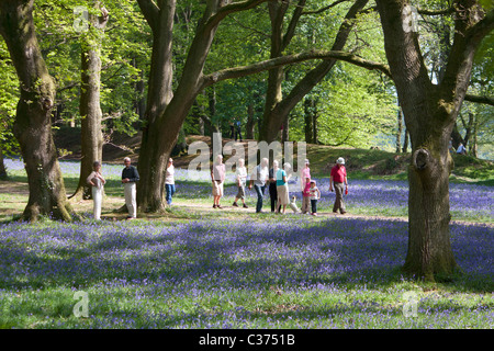 Menschen genießen die Bluebell Woods bei Blackbury Camp in der Nähe von Southleigh, Devon Stockfoto