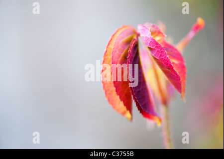 Rose Pflanze. Rosa Gertrude Jekyll Blätter Stockfoto