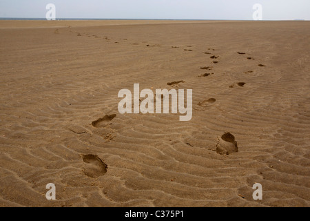 Fußspuren im Sand am Strand von North Norfolk in der Nähe von Burnham Overy Staithe Stockfoto