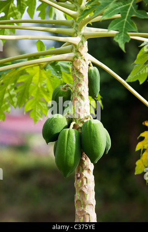 Papayabaum und Früchte Stockfoto