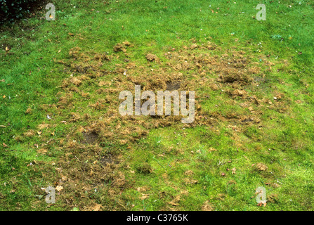 Moos im Rasen Rasen Garten Krankheit Krankheiten Stockfoto