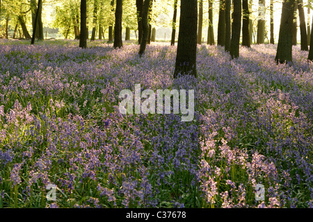 Glockenblumen und Buche Holz, Abend Sonnenlicht, England, UK Stockfoto