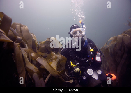 Ein weiblicher Taucher schwimmt durch ein Bett von Seetang in den Gewässern des Nordatlantiks in der Nähe der äußeren Hebriden in Schottland. Stockfoto