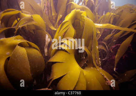 Seetang in den Gewässern des Nordatlantiks in der Nähe der äußeren Hebriden in Schottland. Stockfoto