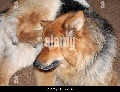 Deutscher Schäferhund kratzen sein Ohr mit der Tatze Stockfoto