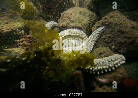 Einen gemeinsamen Seestern (Asterias Rubens) Fütterung auf eine essbare Seeigel (Echinus Esculentus). Atlantik Schottland Stockfoto