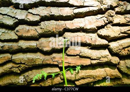 Eiche Rinde im englischen Laubwald. Stockfoto