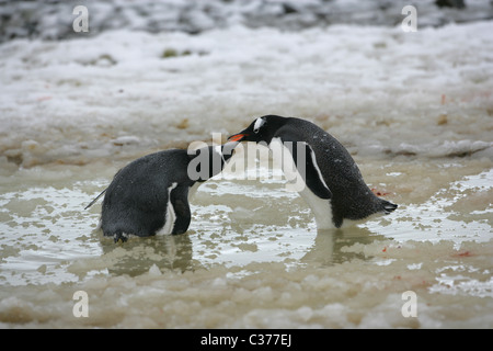 [Gentoo Penguin] [Pygoscelis Papua] Erwachsene versuchen, erbitten Essen von einem anderen Erwachsenen im Eis Slush Pool [Petermann Island] Stockfoto