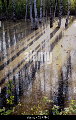 Anfang Frühling Morgenlicht in Birken-Wald Stockfoto