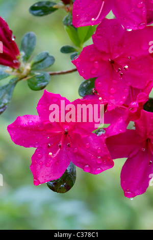Azalea Blumen nach Regen. Stockfoto