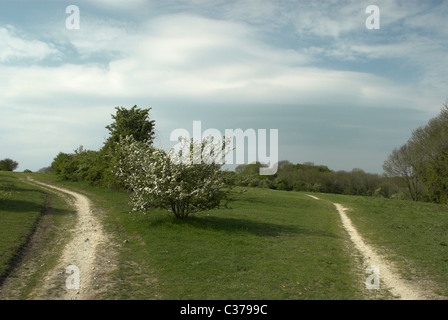 Wanderweg am Sommer unten in der Nähe des Teufels Deich in der South Downs National Park. Stockfoto