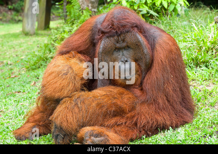 Dominanten männlichen Orang-Utan Stockfoto