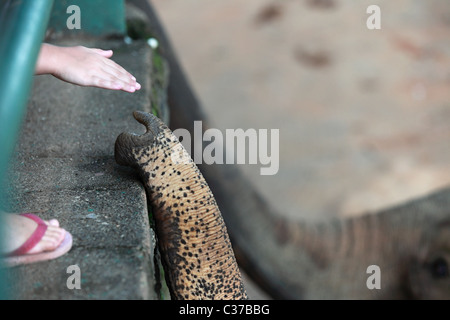 Berühren einen Elefanten in Sri Lanka Asien Mädchen Stockfoto