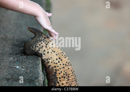 Berühren einen Elefanten in Sri Lanka Asien Mädchen Stockfoto