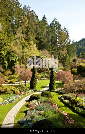 Versunkene Garten. Frühling in den Butchart Gardens. Victoria, BC, Kanada Stockfoto