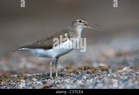 Flussuferläufer (Actitis Hypoleucos) stehend auf Kies während des Anrufs. Stockfoto