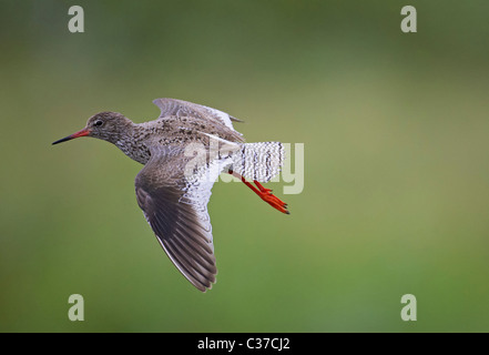 Rotschenkel (Tringa Totanus), Erwachsene im Flug. Stockfoto