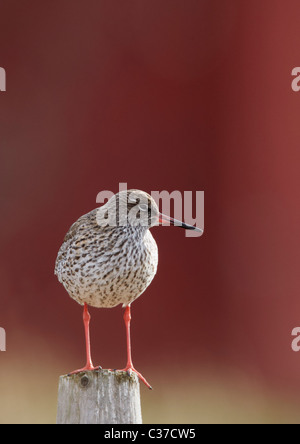 Rotschenkel (Tringa Totanus), Erwachsene, stehend auf einem hölzernen Zaun-Pfosten. Stockfoto