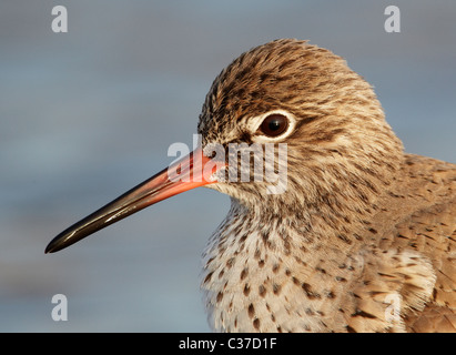 Rotschenkel (Tringa Totanus), Portrait. Stockfoto