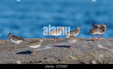 Rotschenkel (Tringa Totanus), Erwachsene und Jugendliche, die auf einem Felsen steht. Stockfoto