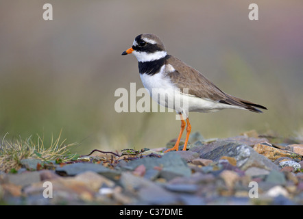 Flussregenpfeifer-Regenpfeifer (Charadrius Hiaticula). Erwachsene stehen auf Schotter. Stockfoto