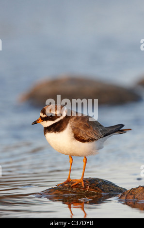 Flussregenpfeifer-Regenpfeifer (Charadrius Hiaticula), Erwachsene auf einem Stein im Wasser stehen. Stockfoto