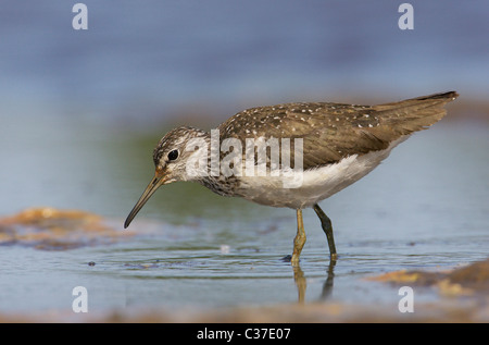 Waldwasserläufer (Tringa Ochropus) im flachen Wasser auf Nahrungssuche. Stockfoto