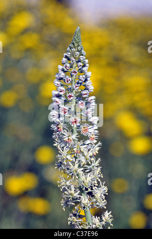 Wilde Blumen aus Griechenland im Frühling, weiße mignonette Stockfoto