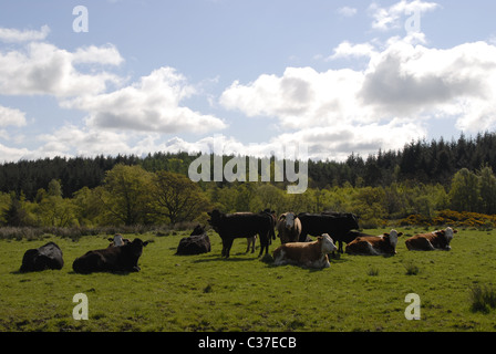 Kühe in einem Feld Stockfoto