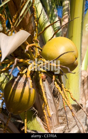 Kokosnüsse auf Palme in Antigua Stockfoto
