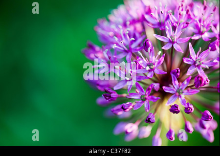 Allium Hollandicum Purple Sensation Blumen. Selektiven Fokus Stockfoto