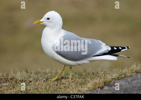 Erwachsene häufig Möwe - Larus Canus. Nord-West-Schottland, Großbritannien Stockfoto