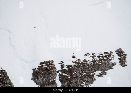 Rotfuchs (Vulpes Vulpes) verloren in der Unendlichkeit der französischen Alpen im Winter. Stockfoto