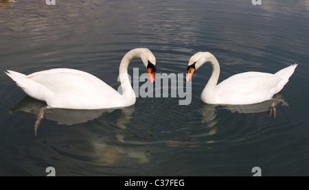 Zwei Schwäne, die Herzen mit ihren Hälsen Stockfoto