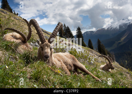 Steinböcke in den französischen Alpes Haute-Savoie, Frankreich Stockfoto