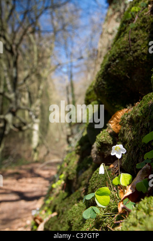 Sauerklee wächst auf einer Trockensteinmauer Stockfoto