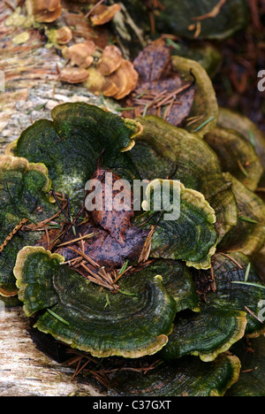 Zunder grün / Halterung Pilz und welkes Blatt Stockfoto