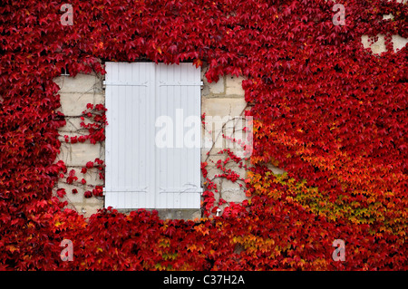 Weißen Fensterläden Fenster auf einem französischen Gebäude umgeben von rot, Orange-Grün-Ivy Stockfoto