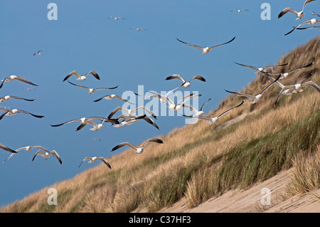 Große Black-backed Möwen (Larus Marinus) fliegen über die Dünen, Provinz Zeeland, Niederlande Stockfoto