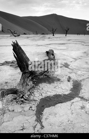 Reste der Kameldornbäume in Dead Vlei, Namibia, Afrika Stockfoto