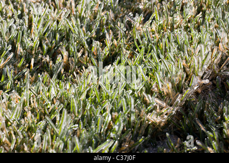 Nahaufnahme Makroaufnahme der Frost auf dem Rasen Stockfoto