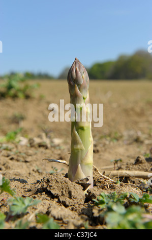 Englische Spargel wächst in Sussex Stockfoto