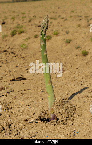 Englische Spargel wächst in Sussex Stockfoto