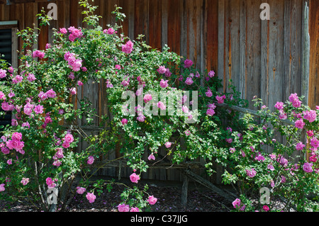 Dudley Farmen Newberry Florida State Historic Site Stockfoto